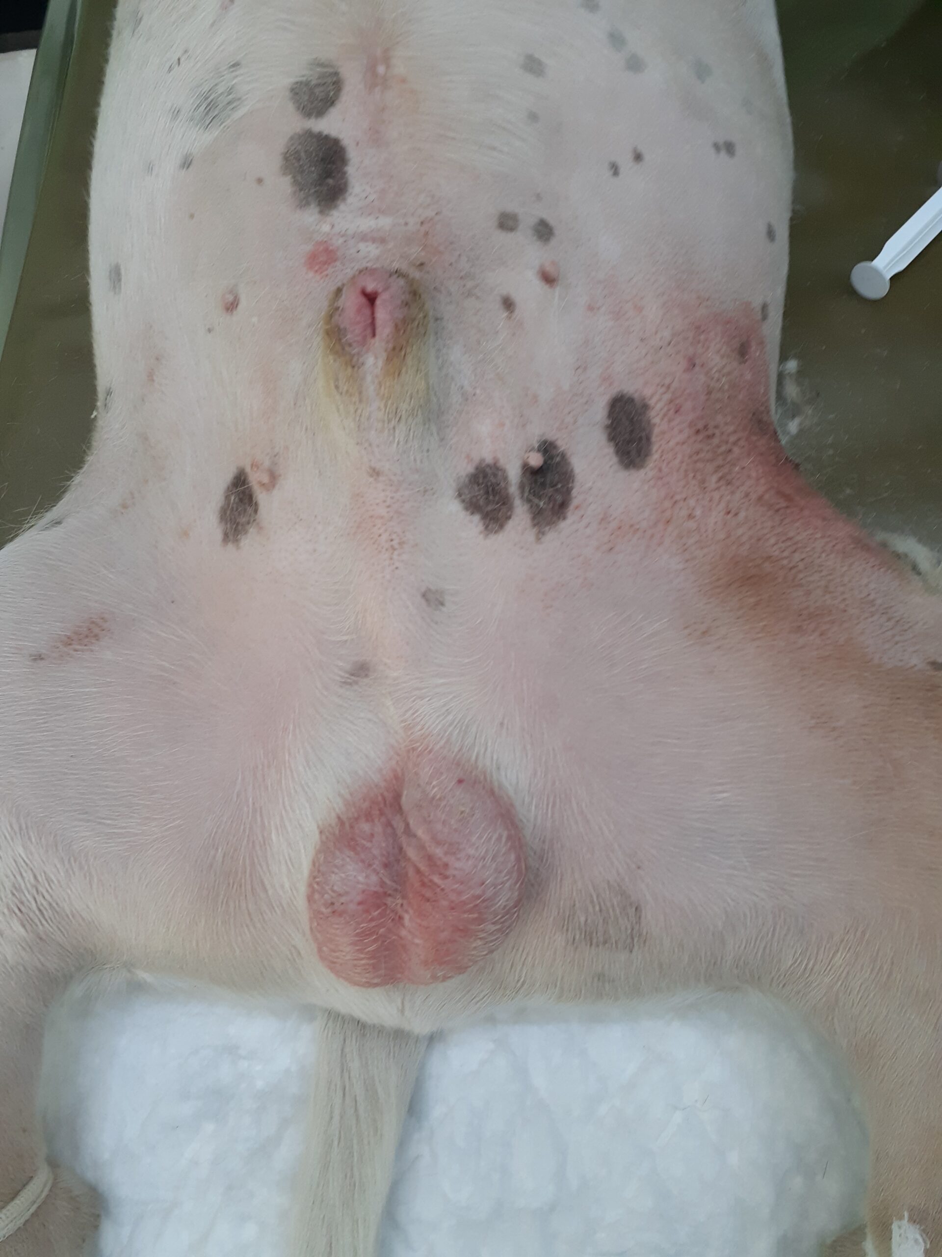 mastocitoma escrotal de alto grado.Bull Terrier